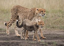 2nd: Cheetah with Cub