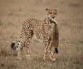 2nd=: Cheetah with Tommie