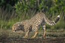 2nd=: Croaching Cheetah Cub