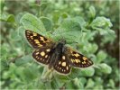 2nd Chequered Skipper by Sue Girling