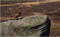 2nd Grouse in the Peak District