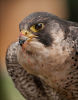 2nd=: Peregrine Falcon