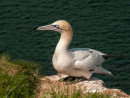3rd: Gannet at Rest