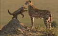 3rd Cheetah and Playful Cub