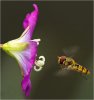 3rd Hover Fly approaching Great Willow Herb By Jim Cain