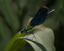 4th: Damsel Fly