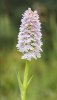 4th Heath Spotted Orchid by Jim Cain