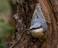 5th: Nuthatch