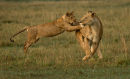 5th: Lion Cub in Training