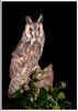 5th: Long Eared Owl