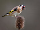 5th-: Goldfinch on Teasle