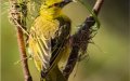 5th Weaver bird
