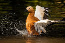 Commended: Ruddy Shelduck