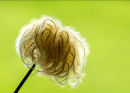 Commended: Clematis Seed Head