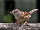 Commended: Juvenile Dunnock