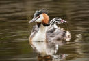 Commended: Grebe with Chick