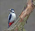 Commended: Great Spotted Woodpecker