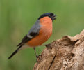 Commended: Bullfinch