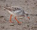 Commended: Wintering Ruff