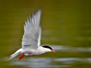 Commended: Arctic Tern