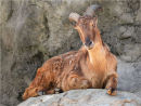 Commended: Himalayan Tahr
