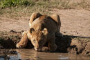 Commended: Lion Cub Drinking