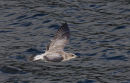 Commended: Juvenile Seagull