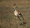 Commended: Tommie Escaping