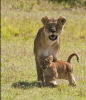 Commended: Lioness with Cub