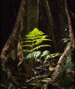 Commended:: Rain Forest Floor