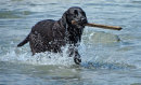 Commended: Fetch