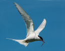 Commended: Artic Tern with Catch