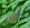 Commended: Butterfly in the Cvennes