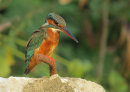 Commended: Kingfisher