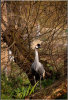 Commended: Crowned Crane