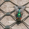 Commended: Greenbottle