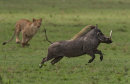 Commended: Warthog Escaping