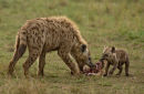 3rd: Hyena and Cub