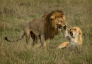 1st: Lions Post Coital Grimace