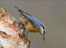 Commended: Nuthatch