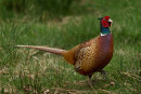 Commended: Ringneck Pheasant