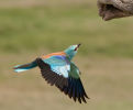 Commended: Roller Approaching Nest