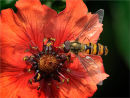 Commended: Pollinating