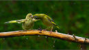 Commended: Feeding in the Rain