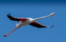 Commended: Flamingo in Flight