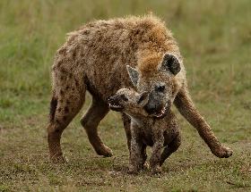 Hyena Bonding with Cub
