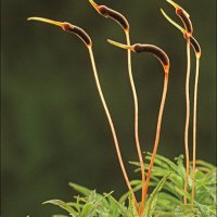 02 Atrichum undulatum 38