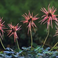 13 Acaena Burrs