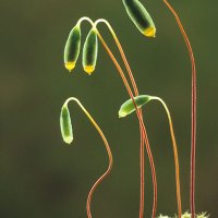 19 Bryum capillare 127