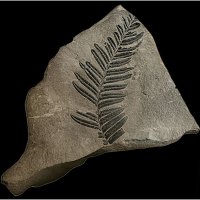 Alethopteris Foliage